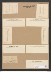 Nitzschia thermalis var. minor Hilse (de-Toni-Nr.: Genus 47, Species 2044) Zeichnungen Sammlung Grunow Nr. 4038 (NHMW-BOT-W0371857)